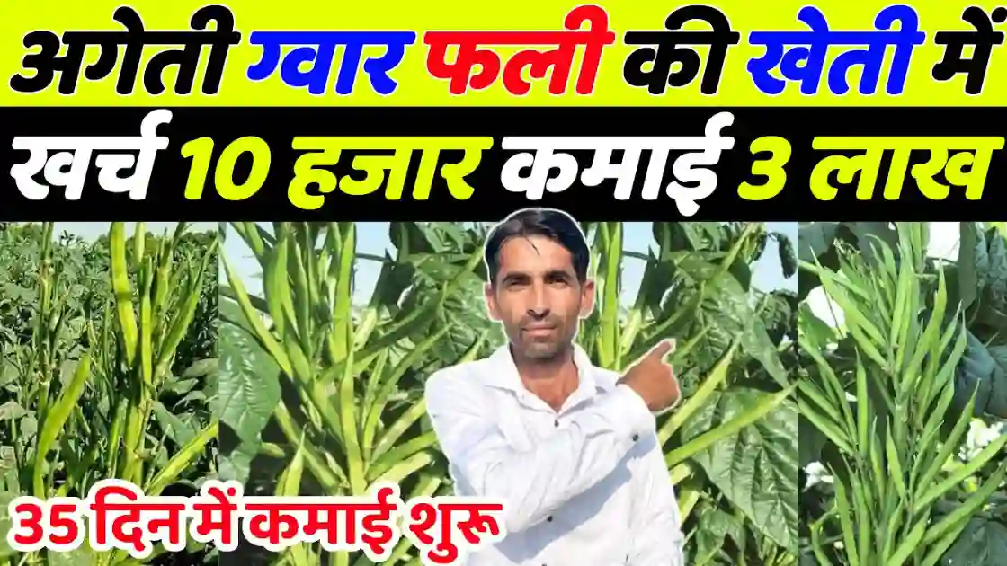 जनवरी-फरवरी में करें ग्वार फली की अगेती खेती